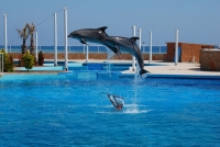 Дельфинарий Sealanya